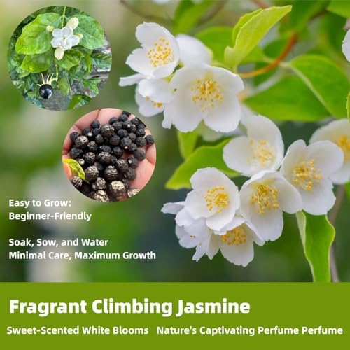 390+ Climbing Jasmine Seeds, Fragrant Perennial Flowering Vine for Outdoor Garden, Scented Blossom Patio Plant Value Pack - Image 4