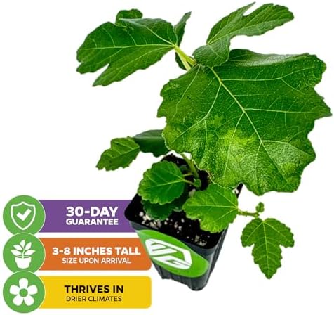 Kadota Fig Tree Live Plant - Ficus carica by Wellspring Gardens - Starter Plant (2-Pack) - Image 2