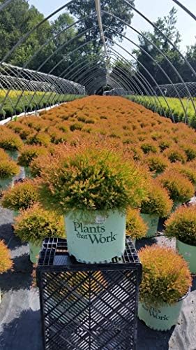 Green Promise Farms Thuja OCCIDENTALIS `FIRE Chief` (Globe Arborbitae) Evergreen, #3 Size Container, Orange Foliage - Image 2