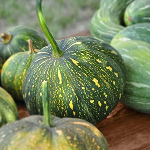 Puerto Rican Pumpkin/Calabaza ( 25 Seeds) - Open pollinated, heirloom - Image 7
