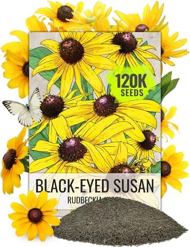 Seed Needs Flower Seeds to Plant Black Eyed Susan - 1.5 Ounce Bulk Pack by SeedNeeds