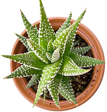 Live Succulent Haworthia fasciata 'Big Band', 4", Fully Rooted, Easy Care - Image 2