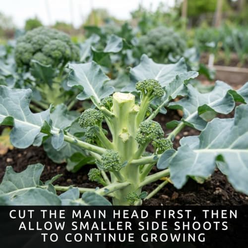 500 Waltham Broccoli Seeds | Heirloom Vegetable Seeds for Planting - Image 6