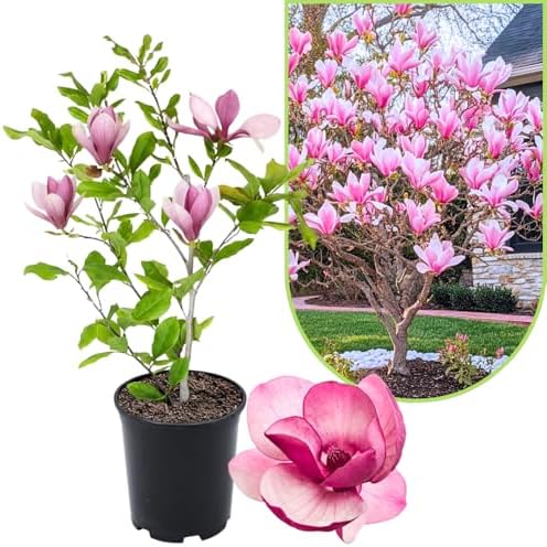 Jane Magnolia Live Plant, Garden Flower Tree, 12-18 Inch Tall, Gallon Pot by UIOTER