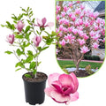 Jane Magnolia Live Plant, Garden Flower Tree, 12-18 Inch Tall, Gallon Pot by UIOTER