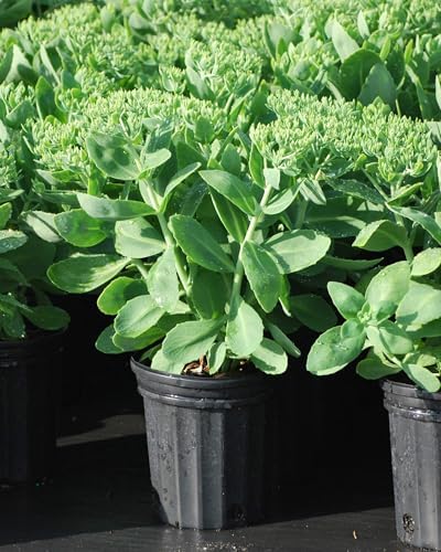 Perennial Farm Marketplace Sedum spec. 'Neon' (Stonecrop) Groundcover, Size-#1 Container, Rosy Pink Flowers - Image 3