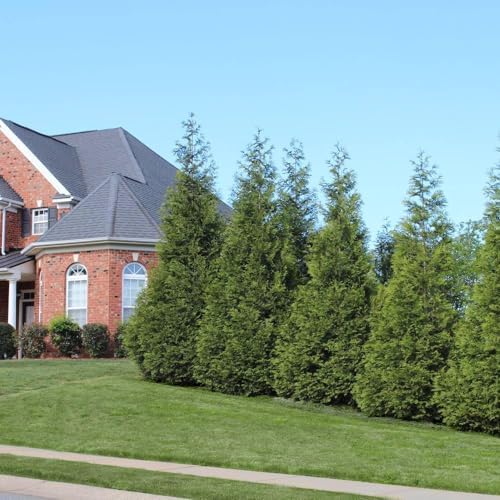 Brighter Blooms Thuja Green Giant Arborvitae, 1-2 ft. - Image 2