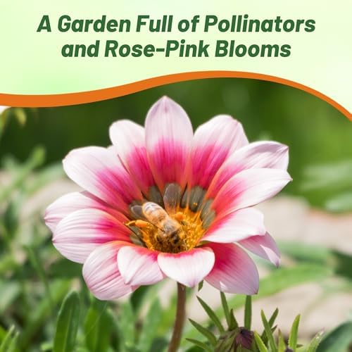 Outsidepride Kiss Rose Gazania Seeds for Planting – 50 Pcs Perennial, Low-Maintenance, Drought-Tolerant Ground Cover Seeds for Vibrant Summer & Fall Flowers, Great for Outdoor Gardens - Image 6