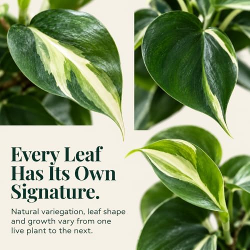 Philodendron Rio Live Plant - Variegated Tropical Indoor Houseplant - Image 4