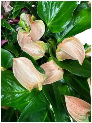Pink Matata Anthurium (12"-14" Tall) Unique and Gorgeous Live Indoor Plant, Easy Care and Easy to Grow, Bloom Plant, 4 inch Pot (Jolie Peach) - Image 6