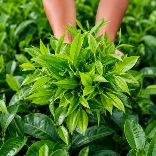 Tea Plant (Camellia sinensis) - 10-18" Tall Live Plant - Gallon Pot - Image 4
