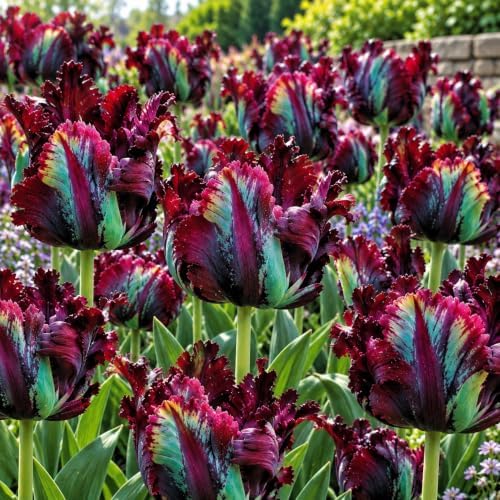 10 Black Parrot Tulip Bulbs | Deep Purple Ruffled Late Spring Flowers by CZGrain