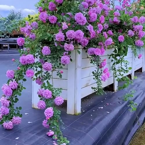 Climbing Rose Live Plant, Fragrant Ornamental Rose, 5-7 Inch Tall - Image 2