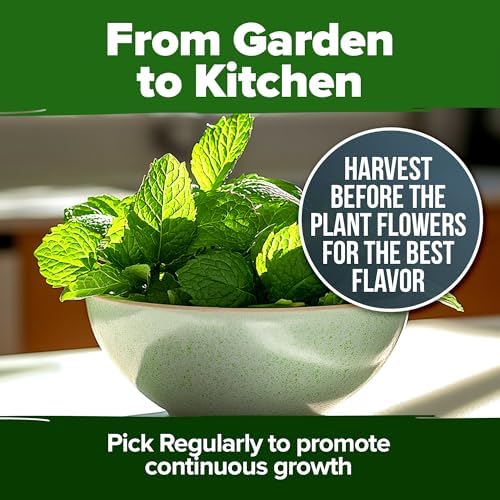 HOME GROWN Peppermint Seeds, 4,740 Seeds, Mentha x piperita - Image 6