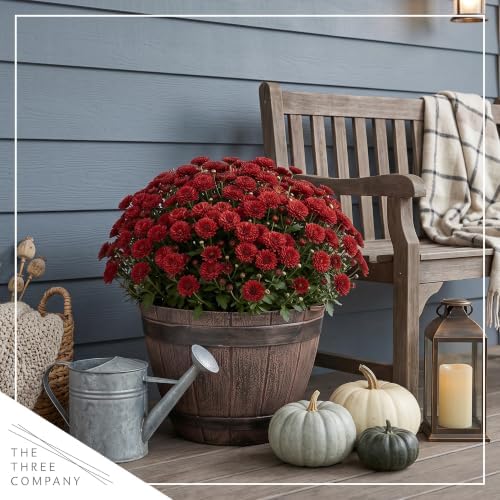 Chrysanthemum (Whiskey Barrel Deco Pot), Red Blooms, Live Fall Flowering Perennial, 15" Tall by 12" Wide in 3 Qt Pot - Image 7
