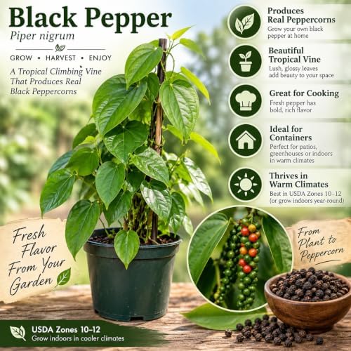 2 Black Pepper Live Plant Piper Nigrum Herb 4-6in Tall Spice Plant (2 Pack) - Image 3
