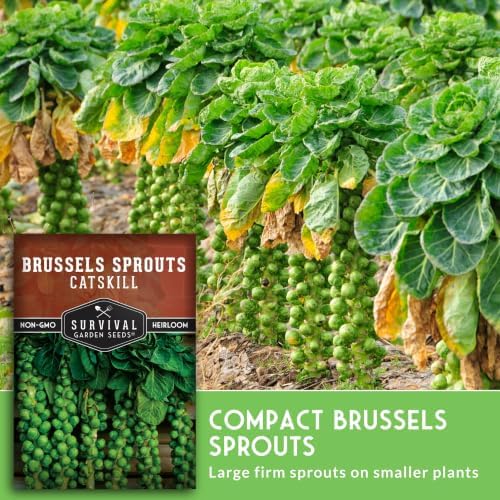 Catskill Brussels Sprout Seeds for Planting (5 Packs) - Image 3