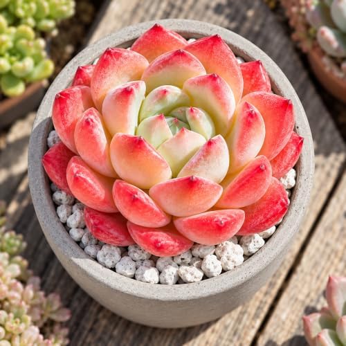 Echeveria 'Strawberry Almond' Bare Root Succulent Live Plant 3 Pack - Image 2