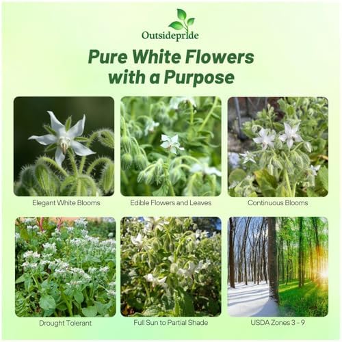 Outsidepride White Borage Seeds for Planting – 2000 Pcs. Annual, Drought-Tolerant Herb Seeds with Star-Shaped Blooms, Attracts Bees for Pollinator Gardens, Summer Teas, Decoration & Culinary Use - Image 2