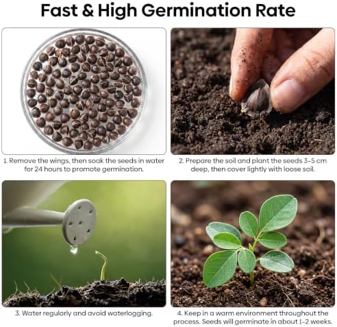 Groundio Moringa Seeds 2Oz, Non-GMO PKM1+ Moringa Oleifera for Planting - Image 4
