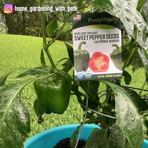 Organic Sweet Pepper Seeds (California Wonder) - Approx 25 Seeds - USDA Organic, Non-GMO, Open Pollinated, Heirloom, USA Origin - Image 7