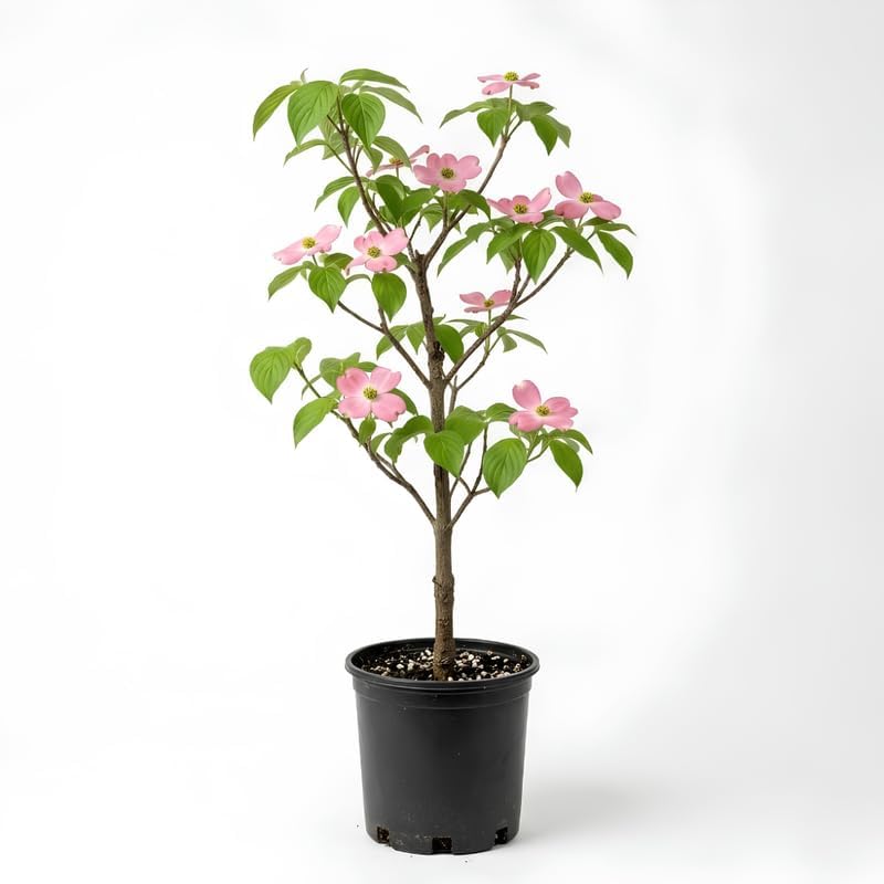 Pink Flowering Dogwood Tree - Cornus Florida in Quart Pot - 6-12" Tall, Live Tree for Pollinator Gardens and Patios - Image 6