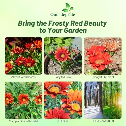 Outsidepride Kiss Frosty Red Gazania Seeds for Planting – 25 Pcs Perennial, Low-Maintenance, Drought-Tolerant Ground Cover Seeds for Vibrant Summer & Fall Flowers, Great for Outdoor Gardens - Image 2