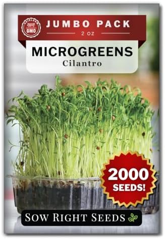 Sow Right Seeds - 2000 Cilantro Microgreen Seed for Growing Bulk Jumbo Pack by SowRightSeeds