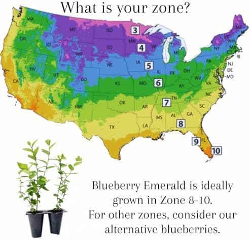 Live Emerald Blueberry Plants (4 Pack) – Southern Highbush Blueberry Bushes for Planting, High Yield, Mildly Sweet Flavor, Suitable for Mild Winter Regions - Image 3