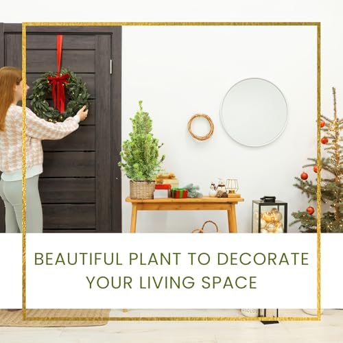 Live Alberta Spruce Tree - Perfect Christmas Decorations - Tabletop Decor, Easy to Grow Air Purifying Indoor House Plants - Live Tree Plant For Home, Office & Giftable (18" Height)(Heat Pack Included) - Image 4