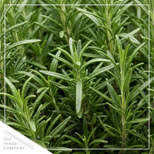 Herb - Rosemary (4 Pack), Live Edible Culinary Herb, Aromatic, Savory - Image 2