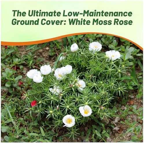 Outsidepride White Moss Rose Seeds - 250 Pcs Annual, Drought & Heat Tolerant, Pollinator Friendly Ground Cover Seeds for Planting w/Vibrant Blooms & Succulent Foliage, Ideal for Xeriscaping - Image 6