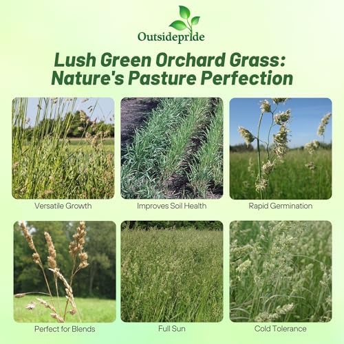 Outsidepride Grazer Orchard Pasture Grass Seed - 50 Lbs. Perennial, Drought & Shade Tolerant, Winter Hardy Fescue Seed for Hay, Grazing, Silage, Greenchop, Goat Feed, & Lawn Use - Image 3