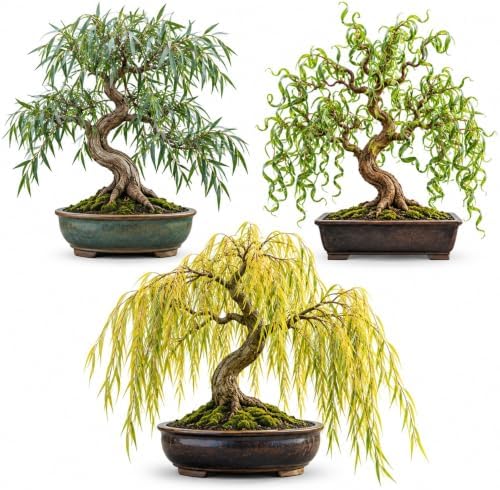 Willow Bonsai Tree Cuttings – 3 Variety Mix – Australian Willow, Green Corkscrew Willow & Gold Weeping Willow – Live Unrooted Cuttings for Growing Bonsai Trees by CZGrain