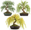 Willow Bonsai Tree Cuttings – 3 Variety Mix – Australian Willow, Green Corkscrew Willow & Gold Weeping Willow – Live Unrooted Cuttings for Growing Bonsai Trees by CZGrain