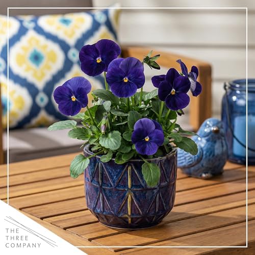 Pansy - Blue (4 Pack), Live Winter Flowering Annual, Beautiful Winter Color, 6" Tall by 4" Wide in 1 Pt Pot - Image 6