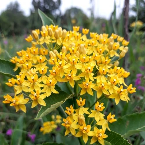 2 Yellow Milkweed Live Plants, Asclepias Tuberosa, 4-6 Inch Tall - Image 4