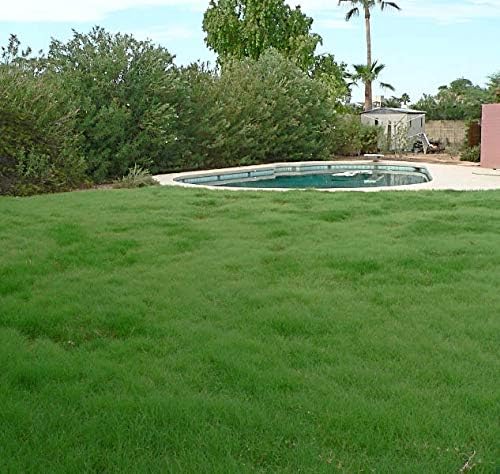 Outsidepride Xeriscape Native Prairie Grass Seed Mix – 5 lb. Perennial, Warm-Season, Cold & Drought-Tolerant, Fine Leaved, Dense Turf Grass Seeds for Lawn, Ground Cover & Arid Xeriscape Landscaping - Image 2