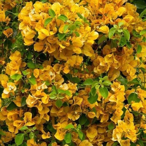 Set 2 Gold Bougainvillea Live Plant 5-7 Inch Tall - Image 6