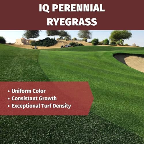 Velocity™ Perennial Rye Grass Seed (50LBS) — Fast-Germinating Cool-Season Turf for Overseeding Lawns, Sports Fields & Golf Courses — Dark Green Winter Color - Image 5