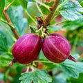 Hinnomaki Red Gooseberry Plant - 6-12" Tall Live Plant by Unknown
