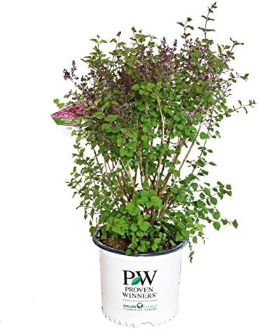 Proven Winners - Syringa x Bloomerang Dark Purple (Reblooming Lilac) Shrub, dark purple flowers, #2 - Size Container by GreenPromiseFarms