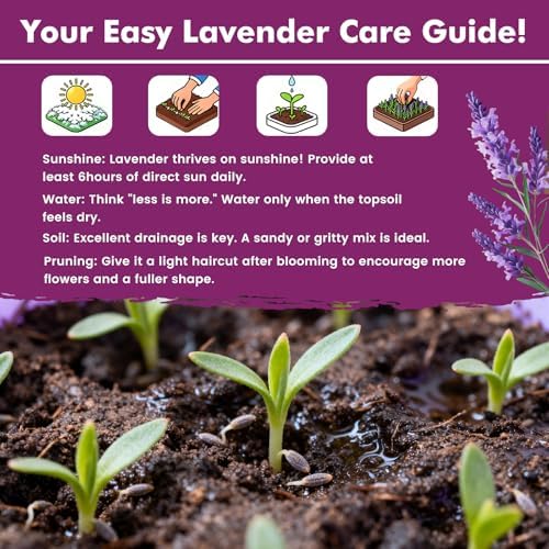 Lavender Seeds for Planting, English Lavender Seeds Indoor & Outdoor, 7000+ Heirloom Seeds, High Germination, Easy to Grow, Fragrant Flowers, Culinary & Crafts (0.7 oz) - Image 6