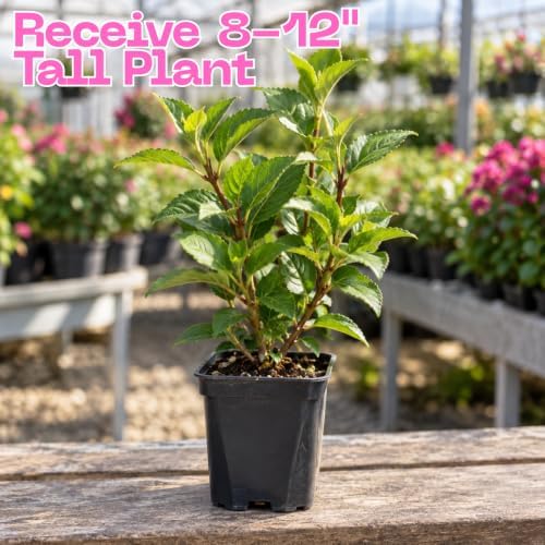 Pink Weigela Live Plant, 4" Pot, Vigorous Flowering Shrub for Pollinator Gardens and Yards - Image 3