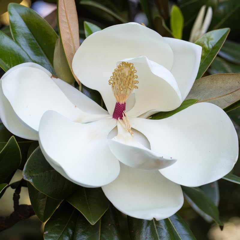 2 Sweetbay Magnolia Trees Live Plants, Fragrant Bloom Tree - Image 5