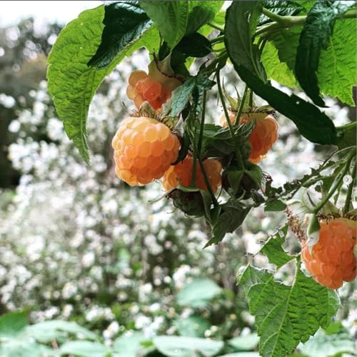 2 Fall Gold Live Raspberry Plants, Home Garden Berry Bush, 4-6 Inch Tall - Image 5