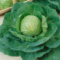 Mountain Valley Seed Co Green Express Cabbage Seeds 1 Oz ~6800 Seeds by MountainValleySeedCompany