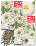 Seed Needs Polar Bear Zinnia Seeds to Plant Cut Flowers - 2 Packs by SeedNeeds