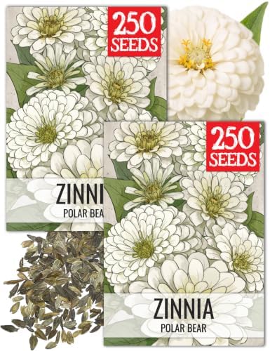 Seed Needs Polar Bear Zinnia Seeds to Plant Cut Flowers - 2 Packs by SeedNeeds