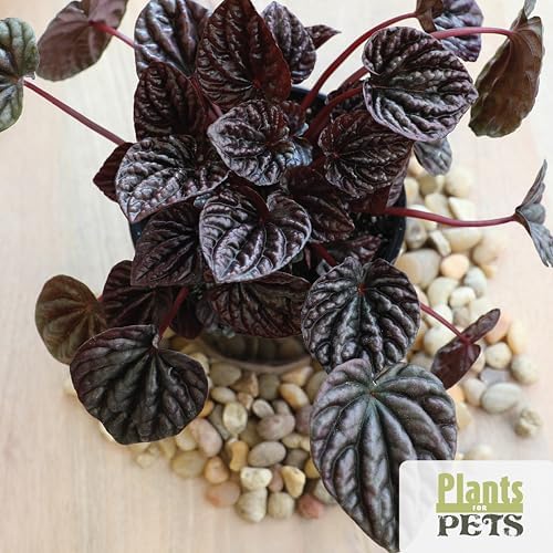 Essential Houseplant Collection (4PK) Live Plants Indoor Plants Live Houseplants in Plant Pots, Easy House Plants Indoors Live, Snake Plant, Pothos in Potting Soil, Clean Air Plants by Plants for Pets - Image 3